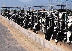 Cattle at a confined feeding area