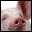 PORK classification symbol